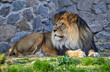  adult lion lying on green grass in a zoo