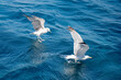 Closeup of seagulls flying over the sea of Sardinia, Italy
