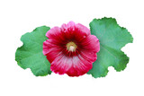Fototapeta Dziecięca - Blooming Red Hollyhock Flower with Green Leaves Isolated on White Background with Clipping Path