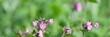Nahaufnahme Banner im Graswiesen Garten mit lila Blüten vor unscharfem grünem Frühlings-Hintergrund zwischen Ostern und Pfingsten
