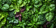 Lush Green Leafy Vegetables Assortment Top View
