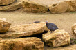 Helmeted guineafowl on a rocky and sandy soil.