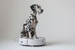 Dalmatian on a robot hoover