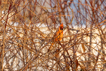 Canvas Print - male cardinal