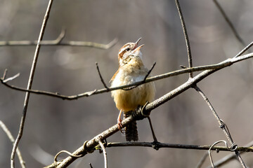 Wall Mural - singing sparrow