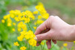 小さな蜂のいる菜の花を持つ女性の手