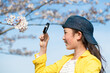 桜の花を虫眼鏡で見る女の子