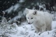 Elusive Baby wolf in snow nature. Natural wild puppy. Generate Ai