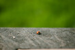 ladybug on surface 