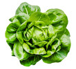 Fresh green lettuce isolated on transparent background. Png format