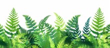 A Detailed View Of A Cluster Of Vibrant Green Plants Set Against A Clean White Background