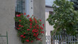 Mały ogródek na parapecie okna, czerwone kwiaty geranium w maleńkim kwietniku na parapecie bloku mieszkalnego w mieście.