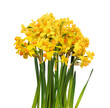Bouquet of yellow narcissus flowers isolated on white or transparent background