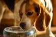 Playful Beagle dog drinks. Cute mammal. Generate Ai