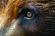 Mesmerizing Bear eye closeup macro. Russian wild. Generate Ai