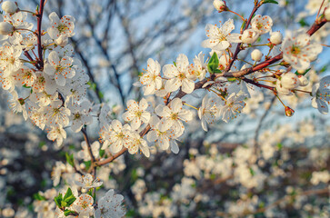 Wall Mural - Floral spring abstract nature background. Blossoming cherry branch macro with blurred sky background