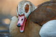 Egyptian Goose  (Alopochen aegyptiaca)