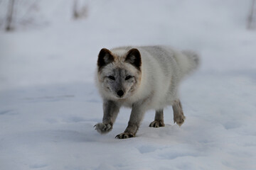 Wall Mural - Cute little Arctic Fox walking in on snow covered ground 
