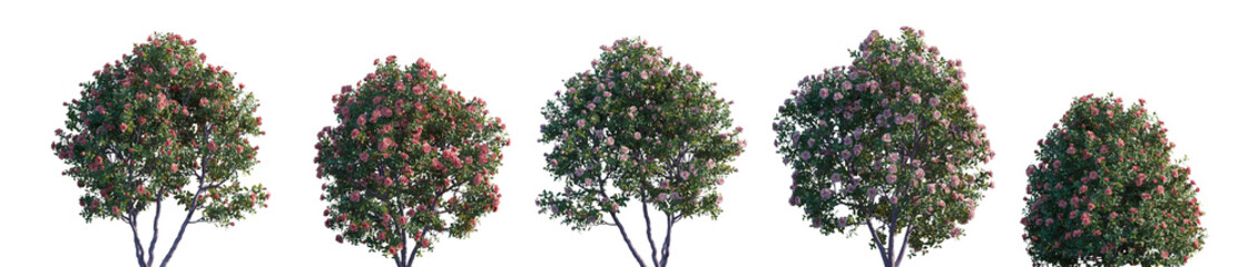 Wall Mural - camellia japonica (common, japanese camellia) flowering bush blooming shrub and trees frontal set is