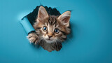 Fototapeta Sport - Adorable fluffy Kitten ragdoll cat peeking out through torn hole on blue paper background created with Generative AI Technology