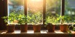 Glowing Herb Garden on Sunny Windowsill A Vibrant Display of Domestic Horticulture and Natural Wellness