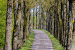 Small street with new young leaves on the tree trunks and green grass, Spring landscape view with a row of trees along both side of the road in Dutch countryside, The province of Utrecht, Netherlands.