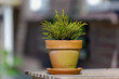 Selective focus of green plant in the pot, Home decoration with house plant on wooden table, Cupressus is one of several genera of evergreen conifers within the family Cupressaceae, Nature background.