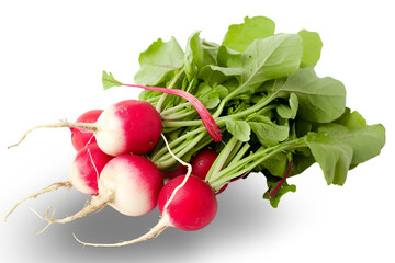 Wall Mural - Organic Radishes on White Background