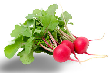 Wall Mural - Organic Radishes on White Background