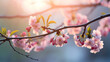 Peach blossom decoration spring festival background material