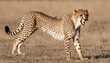 A-Cheetah-With-Its-Claws-Extended-Ready-To-Defend-