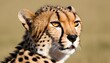 A-Cheetah-With-Its-Ears-Flattened-Back-Frightened-