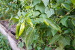 Tabasco chili pepper plant growing on farm