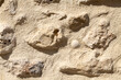 Conchiglia fossile nel muro di pietra - Dettaglio