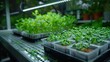 Hydroponic Plant Growth System with LED Lighting