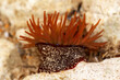 Reddish brown sea anemone in its natural habitat, with background of sea, stones and sand