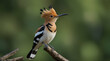Eloquent eurasian hoopoe, upupa epops, sitting on a branch with white larva in beak on green background. Wild bird with open crest from feathers perched from side view in summer nature.generative.ai