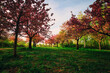 Kirschblüte - Kirschbäume  - Asahi - Teltow - Brandenburg - Germany - Blütenpracht - Cherry - Blossoms - Flower - Green - Japanese - Background - Sakura - Concept 