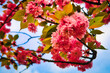 Kirschblüte - Kirschbäume - Asahi - Teltow - Brandenburg - Germany - Blütenpracht - Cherry - Blossoms - Flower - Green - Japanese - Background - Sakura - Concept	