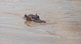 Fototapeta Sypialnia - hippopotamus (Hippopotamus amphibius) lying in the river in Masai Mara in Kenya