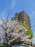 Fototapeta Nowy Jork - 桜のある風景。
マンションの駐車場にさく満開の桜と新緑の木。
日本の春の景色。