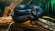 Black snake curled up on a branch
