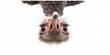 Portrait of a funny and cute Male ostrich upside down head down with a perspective effect shrinking the body which creates a lot of depth isolated on white