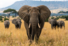 A Herd Of Elephants On The African Savannah, With Baby Elephants And Adults In Different Positions