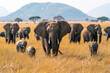 A herd of elephants on the African savannah, with baby elephants and adults in different positions