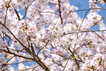 Wall Mural - Pink fresh bouquet Japanese cherry blossoms flower or sakura bloomimg on the tree branch.  Small fresh buds and many petals layer romantic flora in botany garden blue sky background.