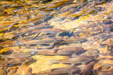 A group of fish swimming in a river. The water is murky and the fish are scattered throughout the river