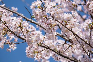 Wall Mural - beautiful pink  Japanese cherry blossoms flower or sakura bloomimg on the tree branch.  Small fresh buds and many petals layer romantic flora in botany garden. isolated on blue sky.