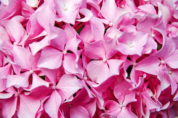  Pink hortensia blossom flower closeup pattern with petals. Springtime flowers backgrounds