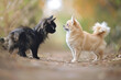Black and tan cat and dog standing on dirt path in peaceful coexistence on sunny day